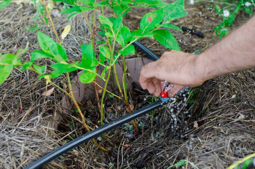 Drip Irrigation System